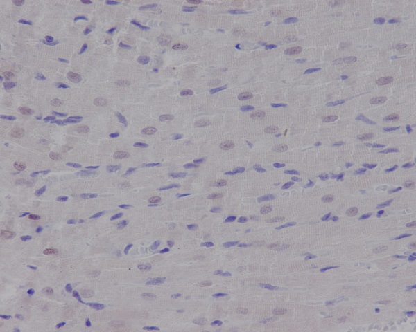 Anti-Nibrin Rabbit pAb