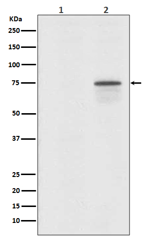 Anti-Phospho-Raf1 (Ser259) Rabbit pAb