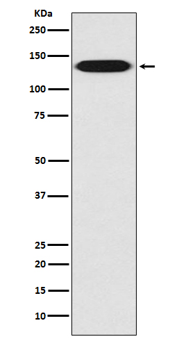 Anti-Integrin beta 1 Rabbit pAb