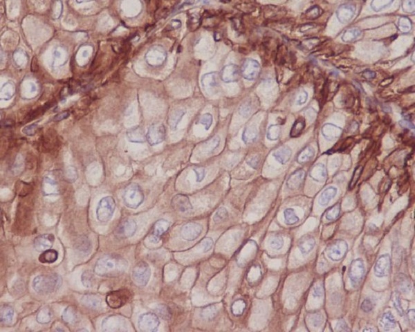 Anti-Integrin beta 1 Rabbit pAb