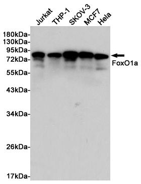 Anti-FOXO1 Rabbit pAb