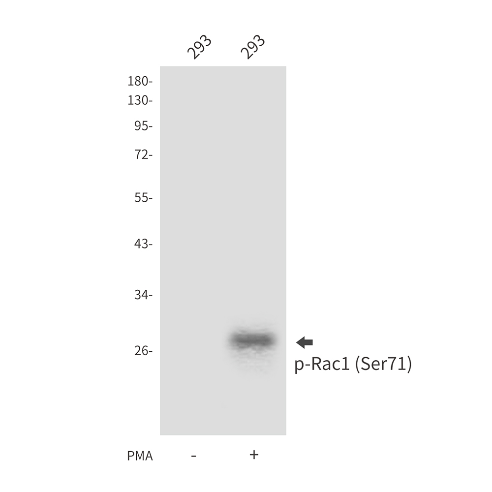Anti-Phospho-Rac1 (Ser71) Rabbit pAb