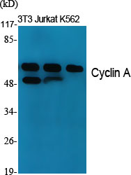 Anti-Cyclin A1 Rabbit pAb