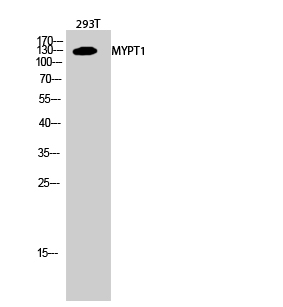Anti-Myosin Phosphatase Rabbit pAb