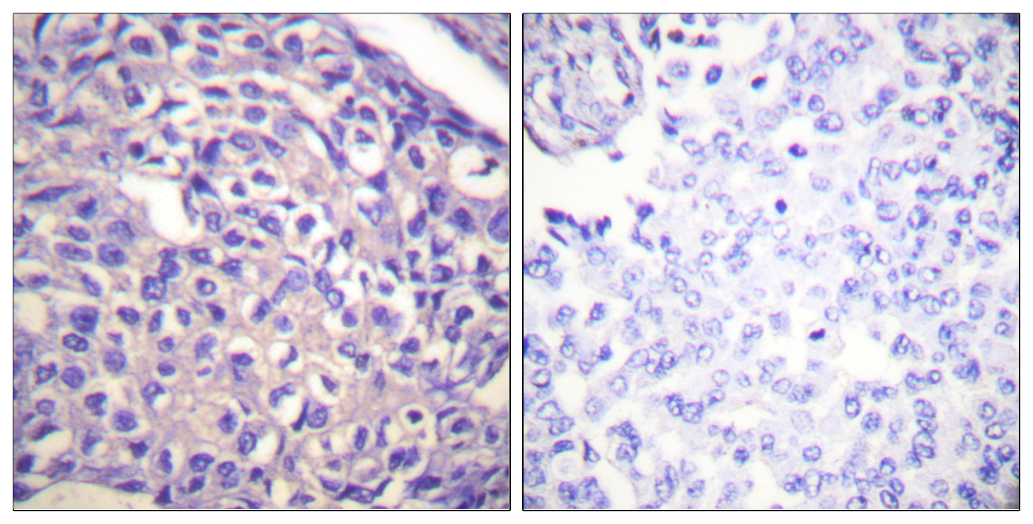 Anti-Myosin Phosphatase Rabbit pAb