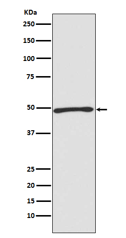 Anti-ATG4C Rabbit pAb