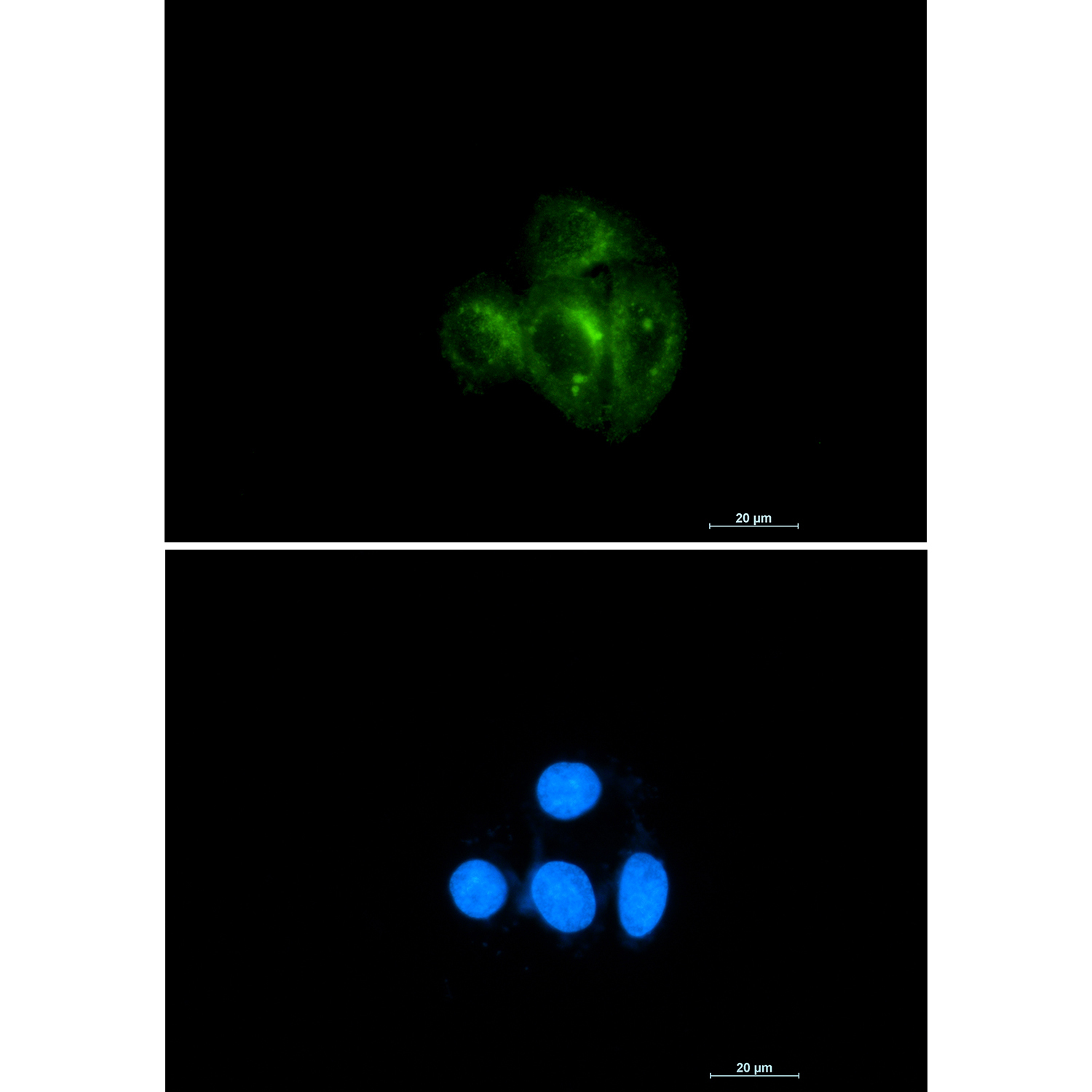 Anti-AKT Rabbit pAb