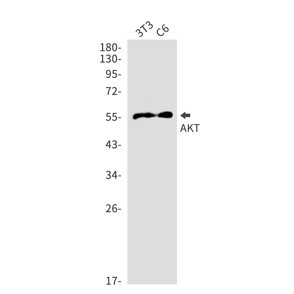 Anti-AKT Rabbit pAb