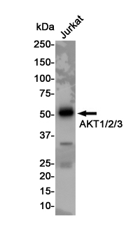 Anti-AKT Rabbit pAb