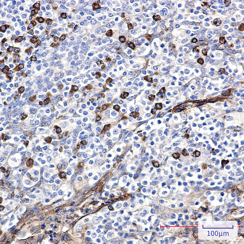 Anti-AKT Rabbit pAb