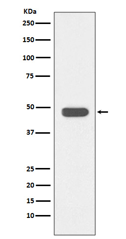 Anti-IKB beta Rabbit pAb