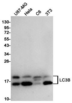 Anti-LC3B Rabbit pAb
