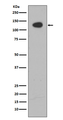 Anti-ATP Citrate lyase Rabbit pAb