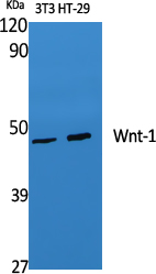 Anti-Wnt1 Rabbit pAb