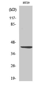 Anti-Wnt1 Rabbit pAb