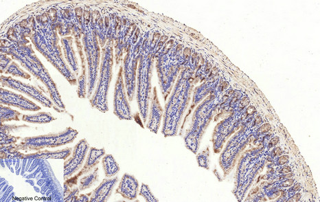 Anti-Cleaved-Caspase 3 p17 Rabbit pAb