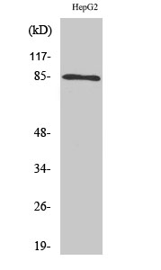 Anti-IKK alpha/beta Rabbit pAb