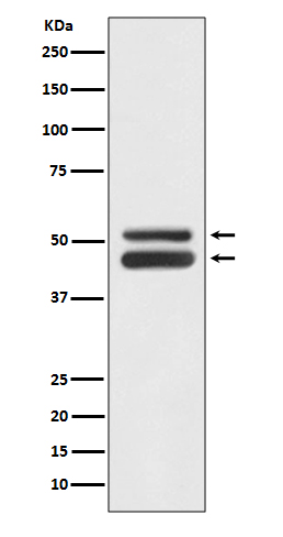 Anti-JNK1/3 Rabbit pAb