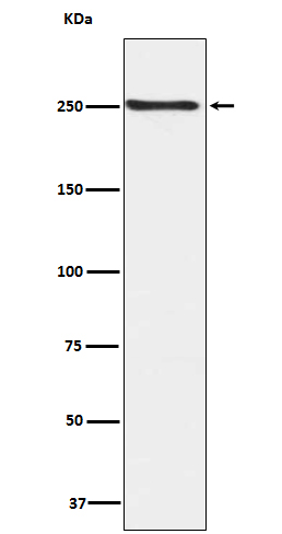 Anti-Phospho-mTOR (Ser2448) Rabbit pAb