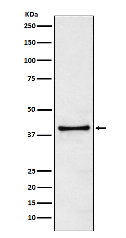 Anti-TRIB3 Rabbit pAb