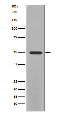 Anti-YB1 Rabbit pAb