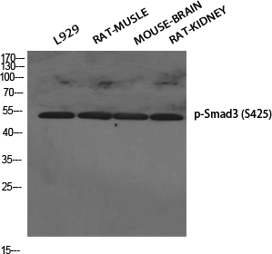 Anti-Phospho-Smad3 (Ser425) Rabbit pAb