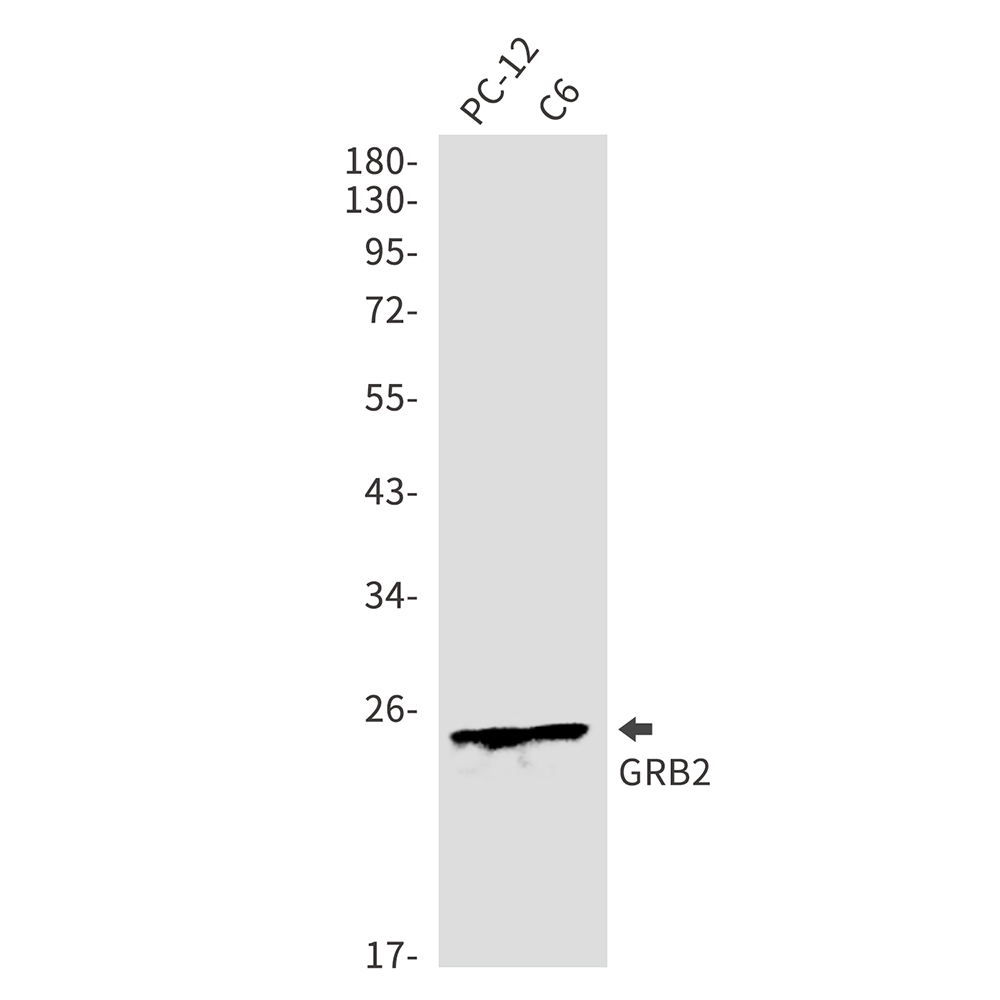 Anti-GRB2 Rabbit pAb