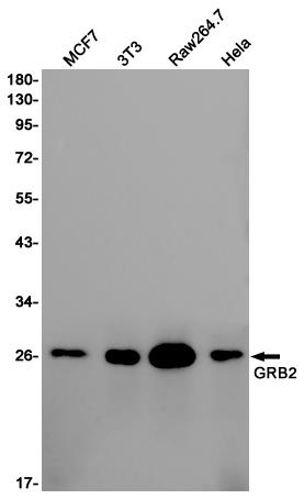 Anti-GRB2 Rabbit pAb