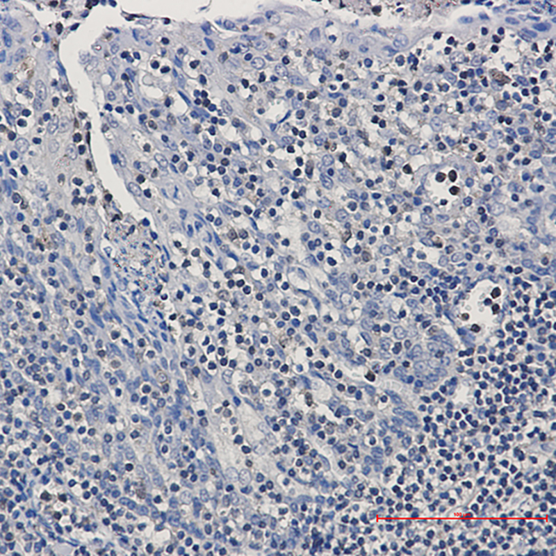 Anti-GRB2 Rabbit pAb