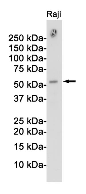 Anti-APG5L Rabbit pAb
