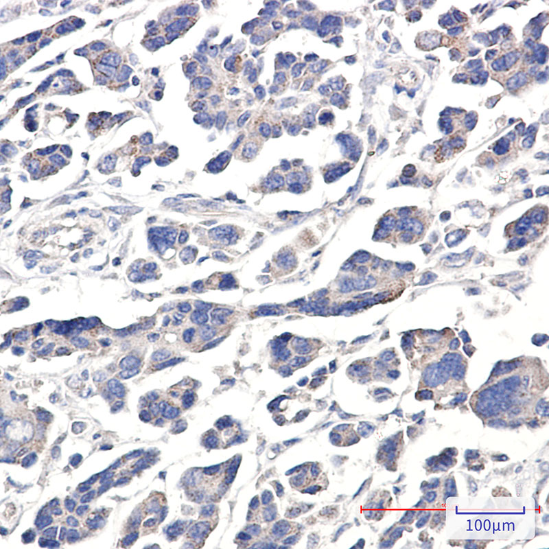 Anti-APG5L Rabbit pAb