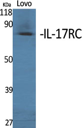 Anti-IL-17 Receptor C Rabbit pAb