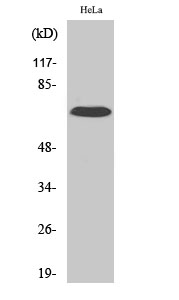 Anti-IL-17 Receptor C Rabbit pAb