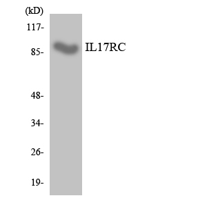 Anti-IL-17 Receptor C Rabbit pAb