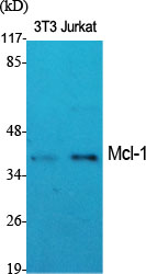 Anti-MCL1 Rabbit pAb
