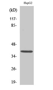 Anti-MCL1 Rabbit pAb