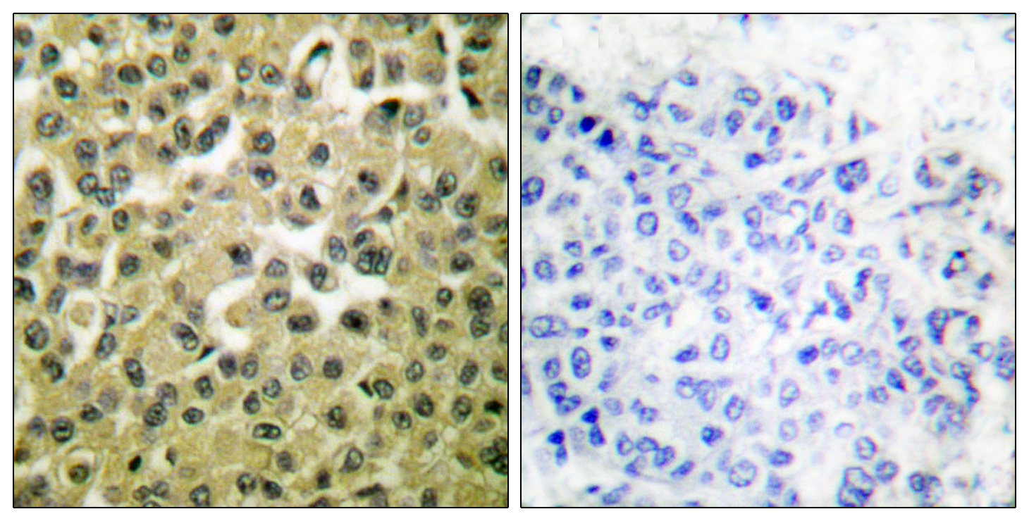 Anti-MCL1 Rabbit pAb