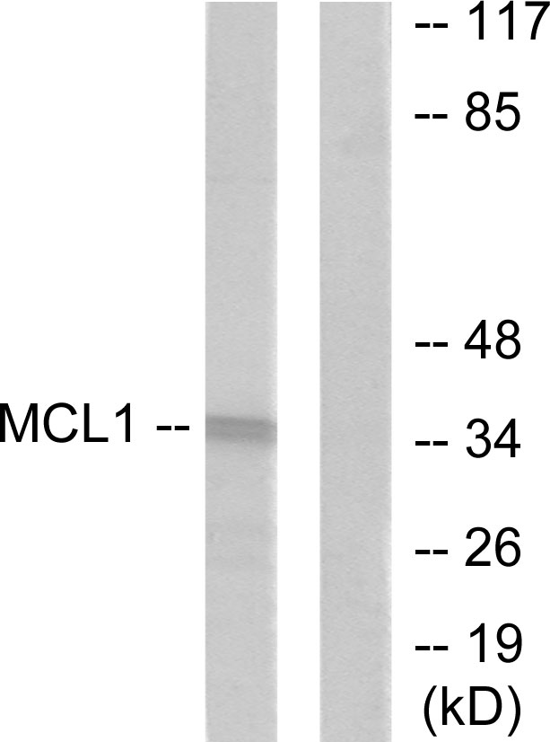 Anti-MCL1 Rabbit pAb
