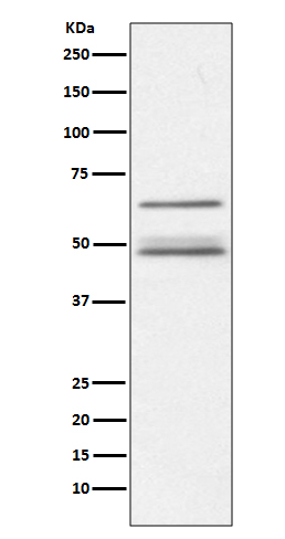 Anti-IKK gamma/NEMO Rabbit pAb
