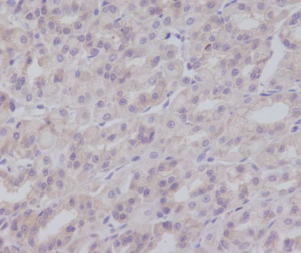 Anti-IKK gamma/NEMO Rabbit pAb