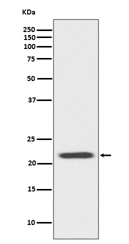 Anti-Bid Rabbit pAb