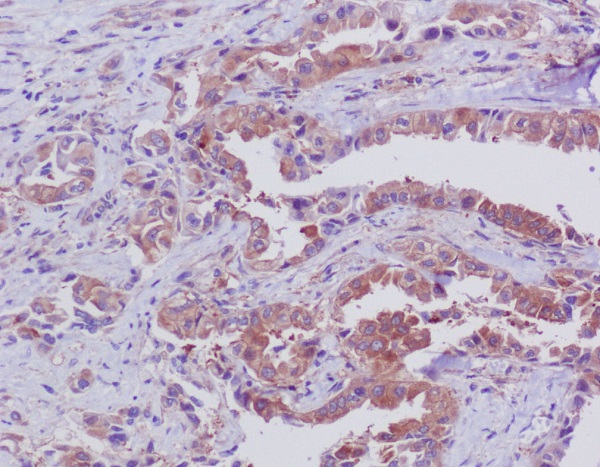 Anti-Bid Rabbit pAb