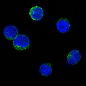 Anti-Bid Rabbit pAb