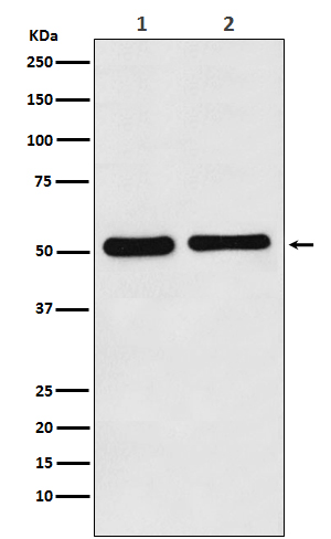 Anti-Fascin Rabbit pAb