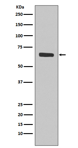 Anti-SHP1 Rabbit pAb