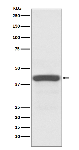 Anti-ATG3 Rabbit pAb