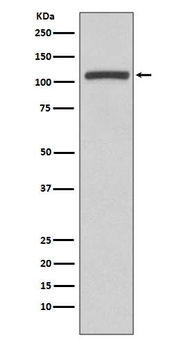Anti-PI3 Kinase p110 beta Rabbit pAb