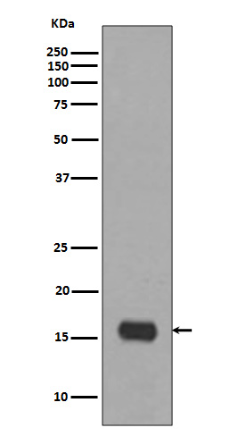 Anti-LC3A Rabbit pAb