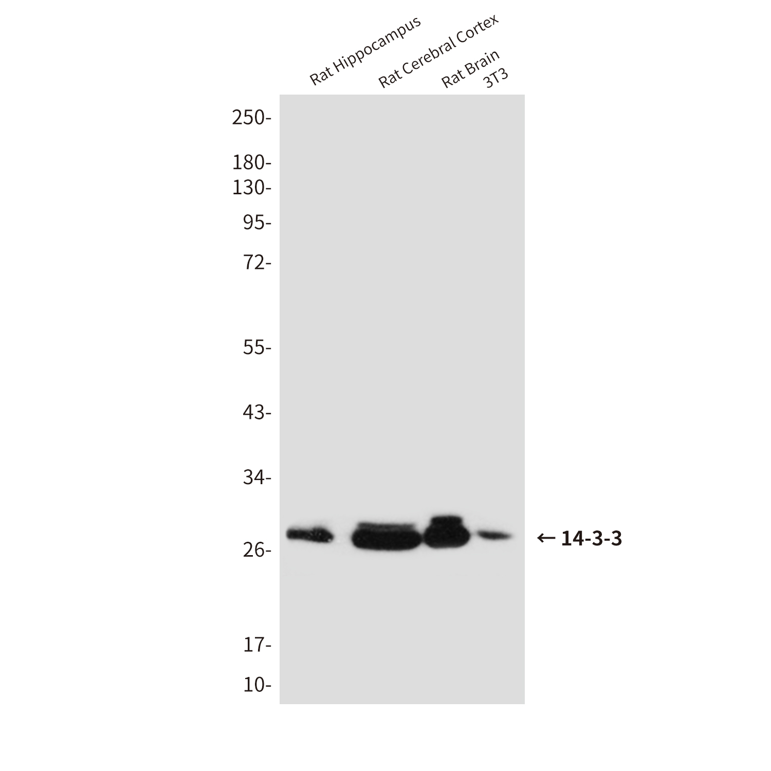 Anti-14-3-3 Rabbit pAb