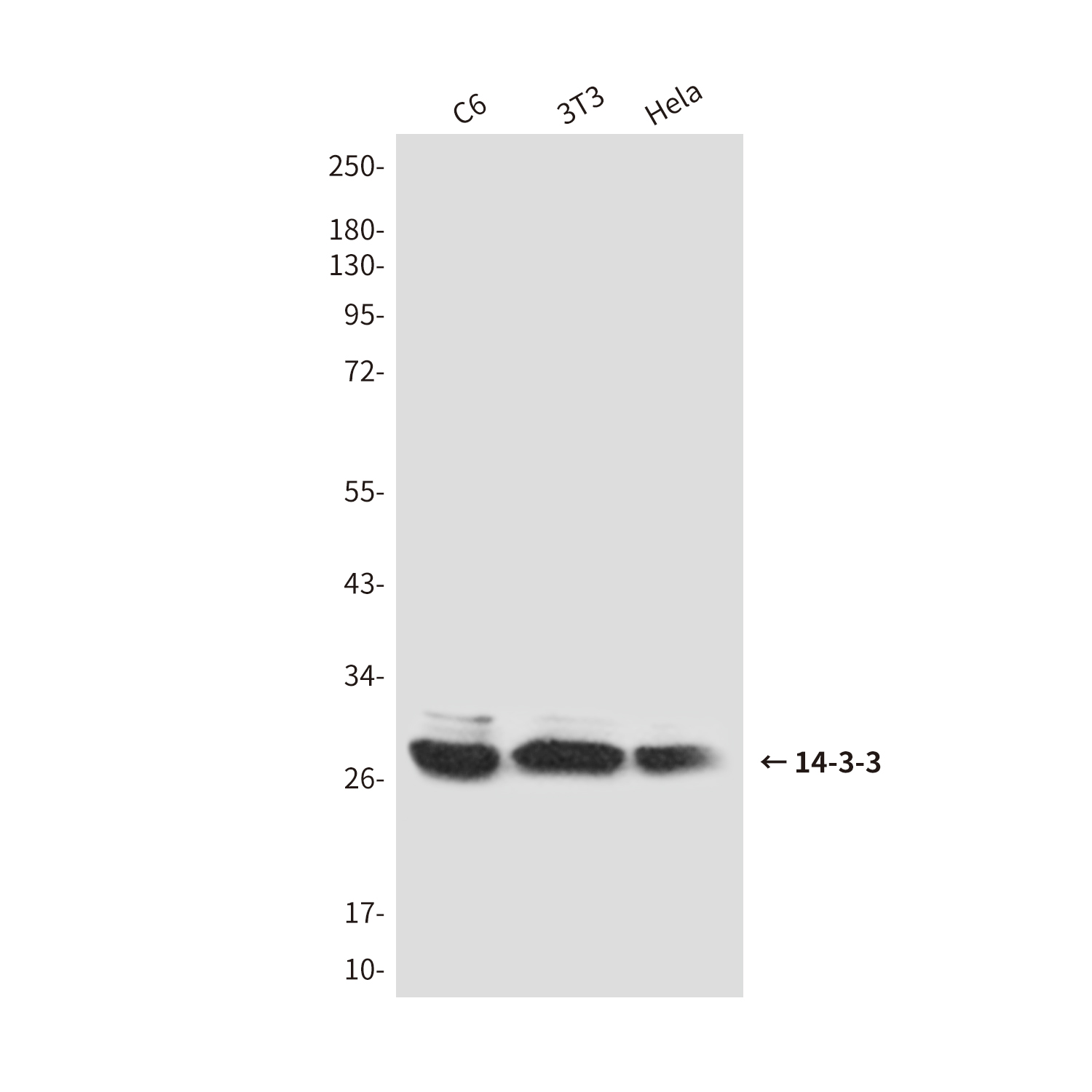 Anti-14-3-3 Rabbit pAb